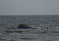 Martwy wieloryb na plaży w Stegnie