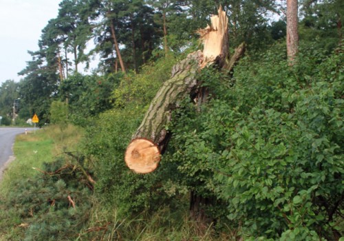 Powalone drzewa i złamany słup energetyczny to bilans nawałnicy w gmine Sztutowo